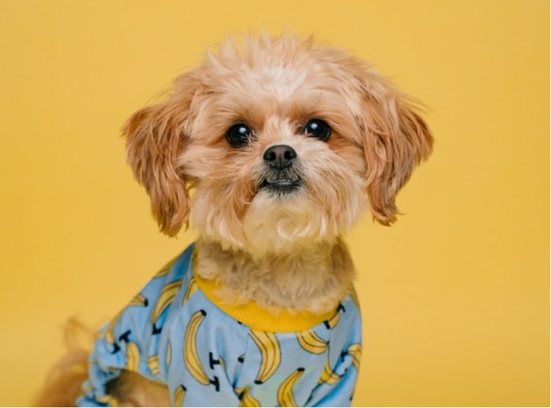 Background Image of An E-commerce Platform Development for Pet Supplies and Accessories Online